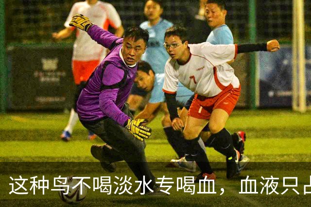 这种鸟不喝淡水专喝血，血液只占食谱十分之一